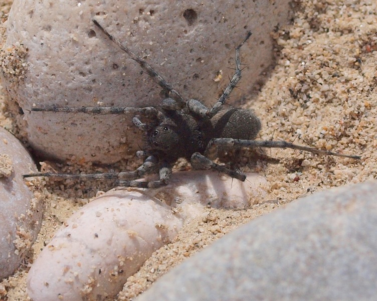 Pardosa wagleri